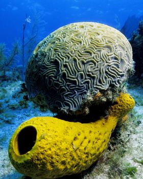 Brain Coral & Tube Sponge in the Cayman Islands -- though... by Eric Bancroft 
